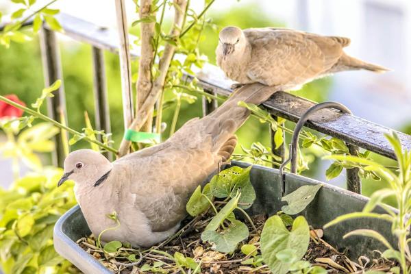 Comment attirer les oiseaux dans votre jardin : astuces et conseils pratiques