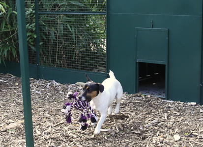 Quelle est l'utilité d'un enclos pour chien? - Blog Colony and co