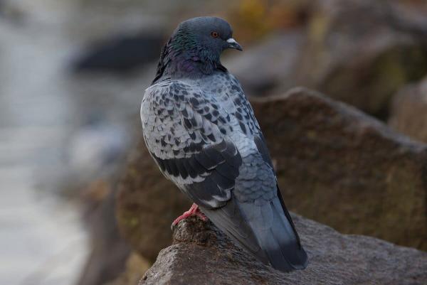 Éliminer les tiques de pigeon : les 5 meilleures astuces