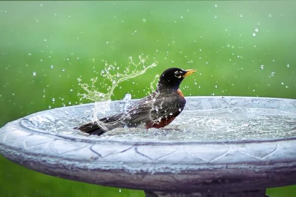 Pourquoi les oiseaux adorent se baigner et comment leur offrir un bain parfait