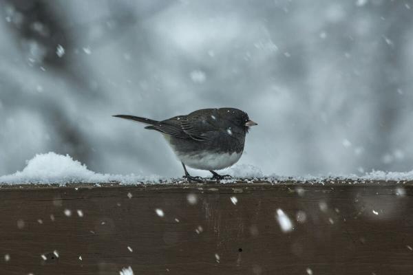 Conseils pour protéger les oiseaux du froid en hiver