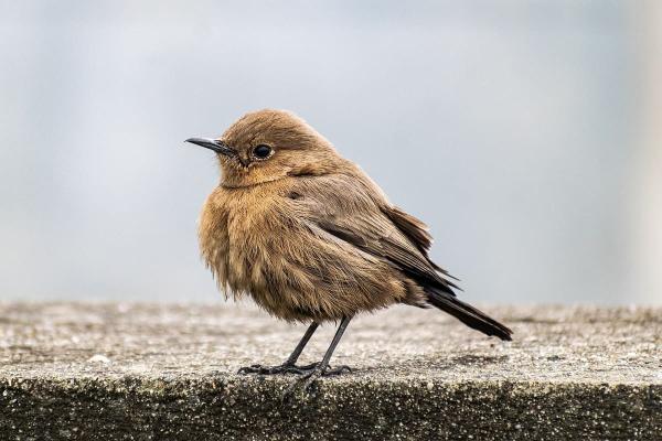 Pourquoi les oiseaux cessent de chanter à certaines périodes