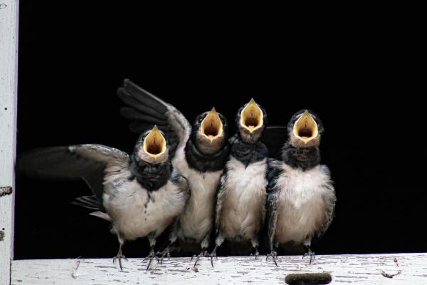 Les raisons pour lesquelles les oiseaux chantent : explications et découvertes