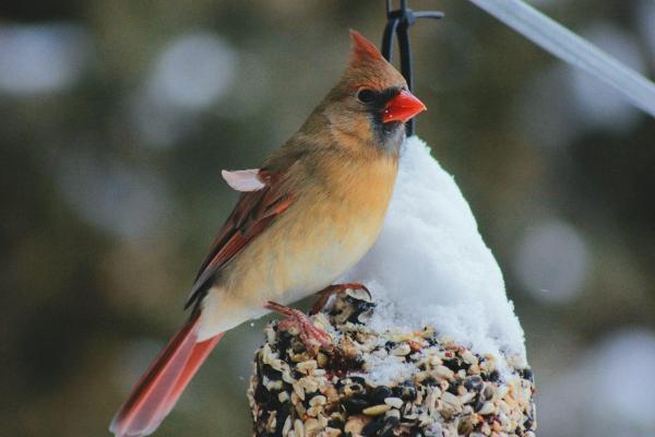 Comment bien nourrir les oiseaux de votre jardin durant l'hiver