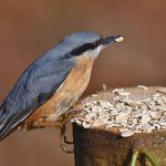 Conseils pour une alimentation équilibrée pour vos oiseaux