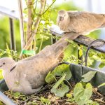 Comment attirer les oiseaux dans votre jardin : astuces et conseils pratiques