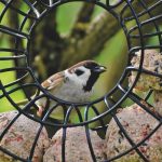 Fabriquer des boules de graisse pour les oiseaux : une recette maison simple