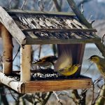 Astuces pour protéger vos mangeoires des gros oiseaux indésirables