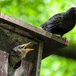 Comment protéger les oiseaux : guide complet pour les jardiniers