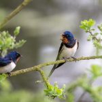 Tout savoir sur le comportement des oiseaux : guide complet