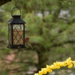 Créer un jardin idéal pour les oiseaux