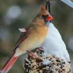 Comment bien nourrir les oiseaux de votre jardin durant l'hiver