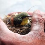 Comment réagir et soigner un oiseau blessé