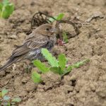 Pourquoi les oiseaux se baignent-ils dans la poussière ? - Nos explications