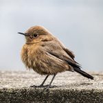 Pourquoi les oiseaux cessent de chanter à certaines périodes