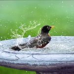 Pourquoi les oiseaux adorent se baigner et comment leur offrir un bain parfait