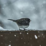 Conseils pour protéger les oiseaux du froid en hiver