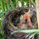 Comprendre la reproduction des oiseaux